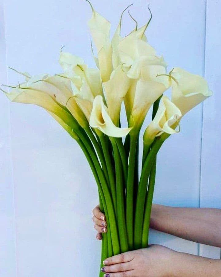 Нежное сияние любви
