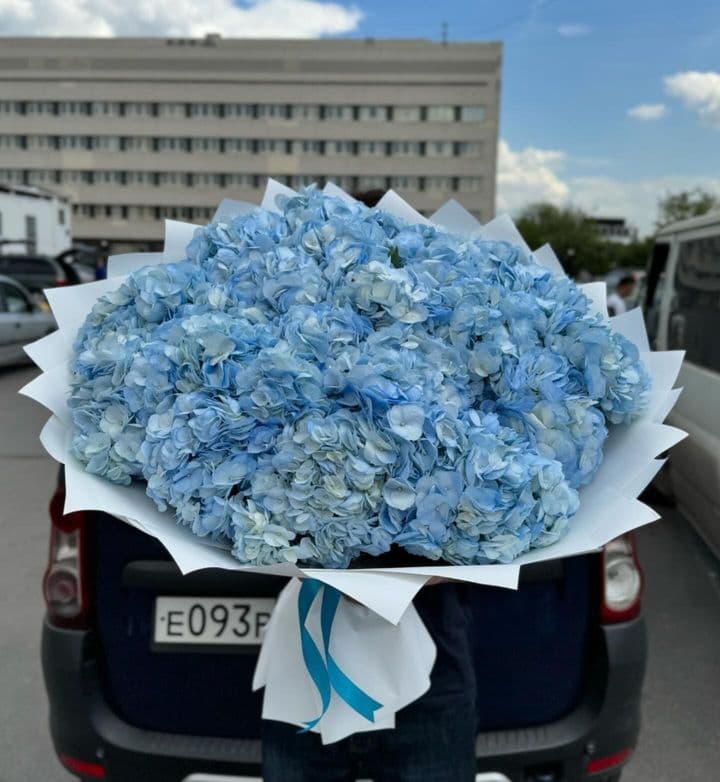 Очарование Гортензий